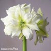 bílý plnokvětý hvězdník amaryllis marylin 1