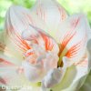 bíločervený hvězdník amaryllis nymph 2