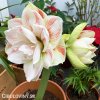 bíločervený hvězdník amaryllis nymph 3