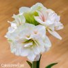 bíločervený hvězdník amaryllis nymph 4