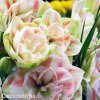 bíločervený hvězdník amaryllis nymph 5
