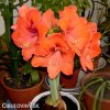 oranžový hvězdník amaryllis orange souvereign 3