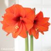 oranžový hvězdník amaryllis orange souvereign 4