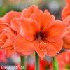 oranžový hvězdník amaryllis orange souvereign 1