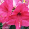 růžový hvězdník amaryllis pink rival 4