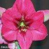 růžový hvězdník amaryllis pink rival 5