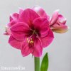 růžový hvězdník amaryllis pink rival 1