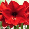 červený hvězdník amaryllis red lion 5