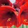 červený hvězdník amaryllis red lion 6
