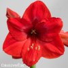 červený hvězdník amaryllis red lion 1