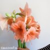 oranžový hvězdník amaryllis rilona 3