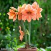 oranžový hvězdník amaryllis rilona 4