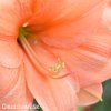 oranžový hvězdník amaryllis rilona 5