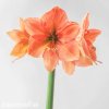 oranžový hvězdník amaryllis rilona 6