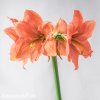 oranžový hvězdník amaryllis rilona 7