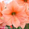 oranžový hvězdník amaryllis rilona 1