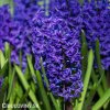 fialovy hyacint aida 1