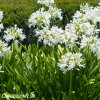 Agapanthus kalokvet bily 3