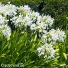 Agapanthus kalokvet bily 4