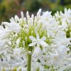 Agapanthus kalokvet bily 6