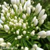 Agapanthus kalokvet bily 7