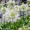 Agapanthus kalokvet bily 8