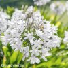 Agapanthus kalokvet bily 9