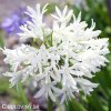 Agapanthus kalokvet bily 10