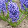 modry hyacint delf blue 1