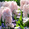 hyacint china pink 6