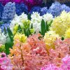 hyacinty smes mix barev 3