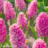 ruzovy hyacint pink pearl 4