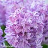 Hyacint - Purple Star