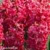 cerveny hyacint red glory 3