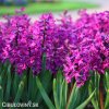 fialovy hyacint woodstock 5
