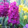 fialovy hyacint woodstock 6