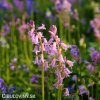 hyacintovec ruzovy hispanica pink 3