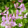 hyacintovec ruzovy hispanica pink 4