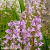 hyacintovec ruzovy hispanica pink 6