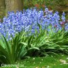 hyacintovec spanelsky hyacinthoides hispanica 4