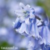 hyacintovec spanelsky hyacinthoides hispanica 5