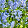 hyacintovec spanelsky hyacinthoides hispanica 6