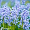 hyacintovec spanelsky hyacinthoides hispanica 1