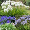 Agapanthus Kalokvet smes barev mix 4