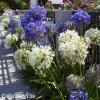 Agapanthus Kalokvet smes barev mix 5