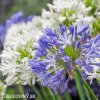 Agapanthus Kalokvet smes barev mix 6