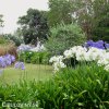 Agapanthus Kalokvet smes barev mix 7