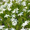 ladonička bílá chionodoxa white 2
