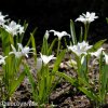 ladonička bílá chionodoxa white 6