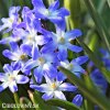 ladonička modrá chionodoxa blue 5